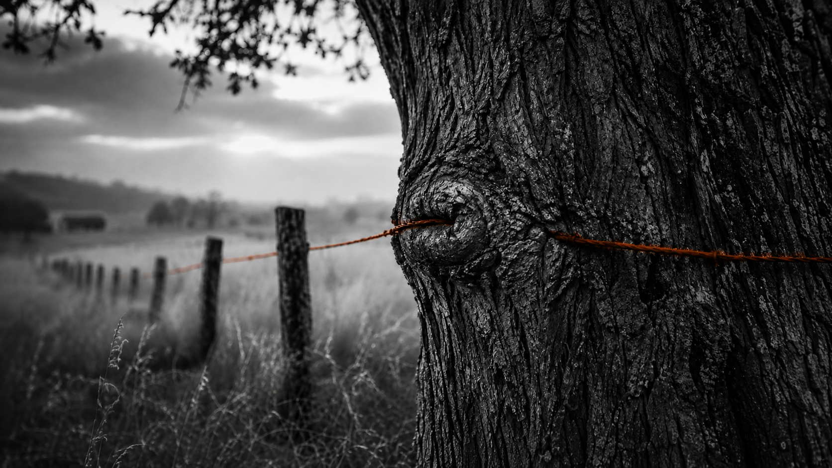 The Wire in the Tree